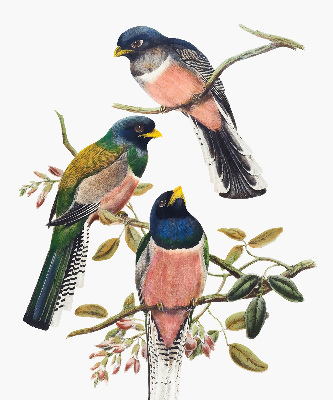 Verduisterend stoffen rolgordijn met vogels op de takken