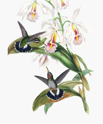 Verduisterend rolgordijn voor raam met vogels op een bloem