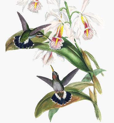 Verduisterend rolgordijn voor raam met vogels op een bloem