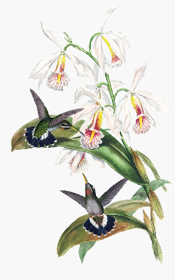 Verduisterend rolgordijn voor raam met vogels op een bloem
