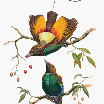 Verduisterend binnengordijn met vogels op een tak