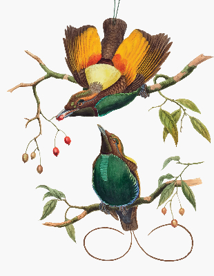 Verduisterend binnengordijn met vogels op een tak