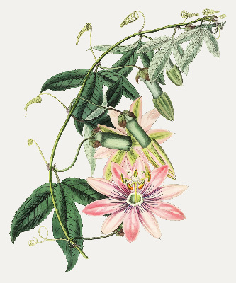 Verduisterend rolgordijn voor raam in roze bloemmotief