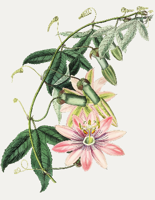 Verduisterend rolgordijn voor raam in roze bloemmotief