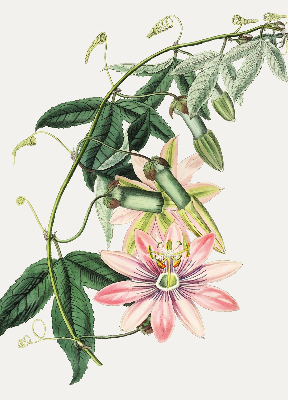 Verduisterend rolgordijn voor raam in roze bloemmotief