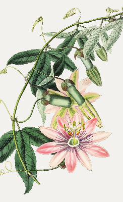 Verduisterend rolgordijn voor raam in roze bloemmotief