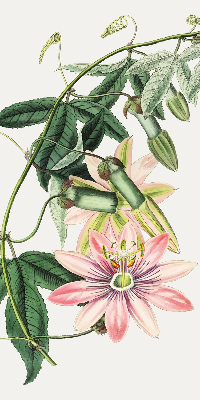 Verduisterend rolgordijn voor raam in roze bloemmotief