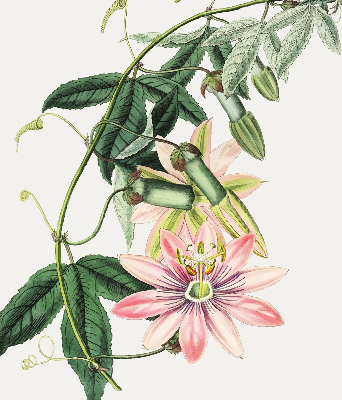Verduisterend rolgordijn voor raam in roze bloemmotief