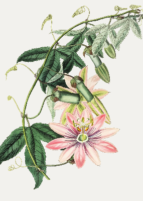 Verduisterend rolgordijn voor raam in roze bloemmotief