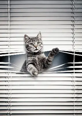 Verduisterend binnengordijn kat