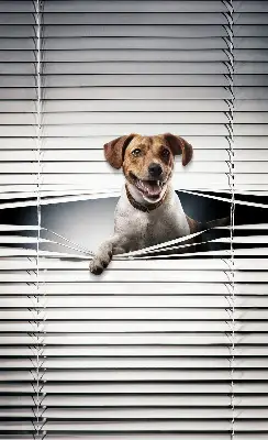 Verduisterend stoffen rolgordijn hond