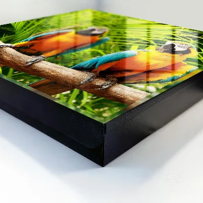 Sleutelkast Tropische vogels