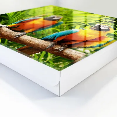Sleutelkast Tropische vogels