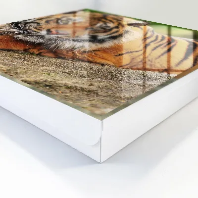 Sleutelkastje binnen Tijger die rust