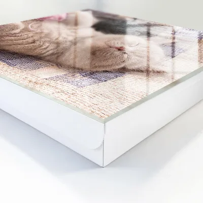 Sleutelkastje hal Slapend katje