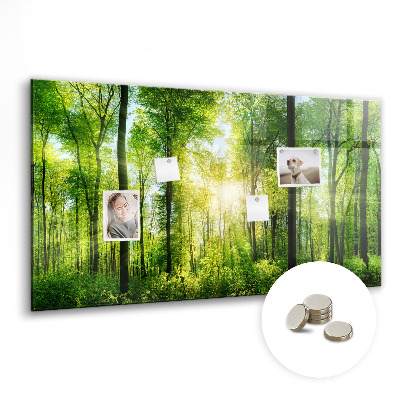 Memobord keuken Natuur bosbomen