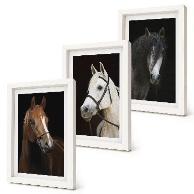 Set van ingelijste schilderijen Portretten van paarden in verschillende vachtkleuren.