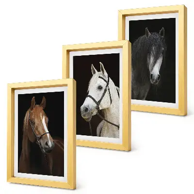 Set ingelijste schilderijen portretten van paarden met verschillende vachtkleuren