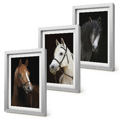 Set van ingelijste schilderijen Portretten van paarden in verschillende vachtkleuren.