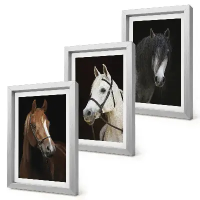 Set ingelijste schilderijen portretten van paarden met verschillende vachtkleuren