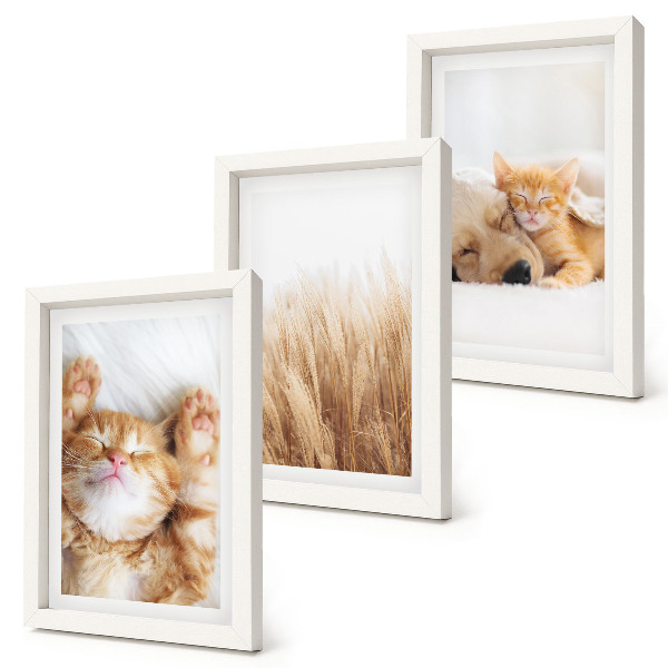 Set van ingelijste schilderijen Schattige dieren, katten, honden, teer gras, boho