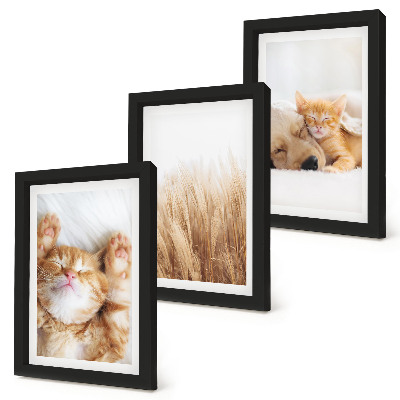 Set van ingelijste schilderijen Schattige dieren, katten, honden, teer gras, boho
