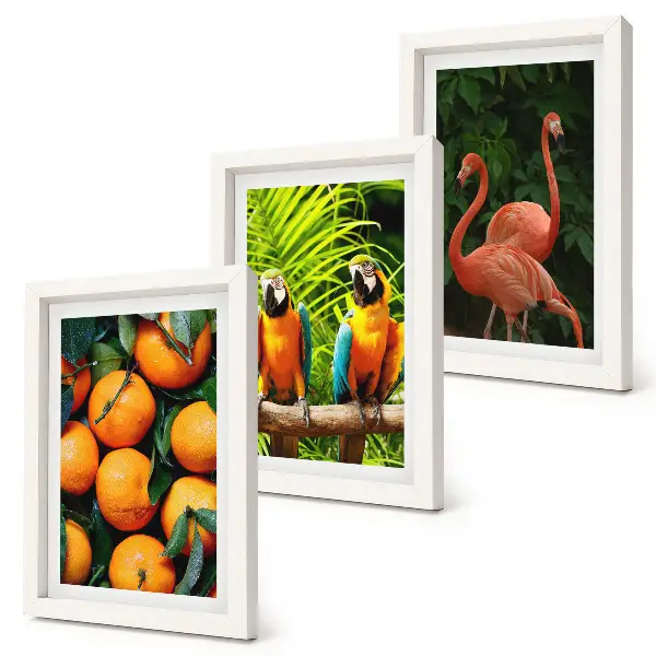 Set van ingelijste schilderijen met tropische accenten van papegaaien en flamingo's
