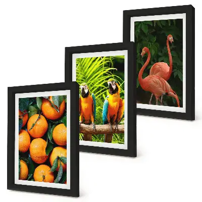 Set van ingelijste schilderijen met tropische accenten van papegaaien en flamingo's