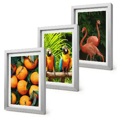 Set van ingelijste schilderijen met tropische accenten van papegaaien en flamingo's