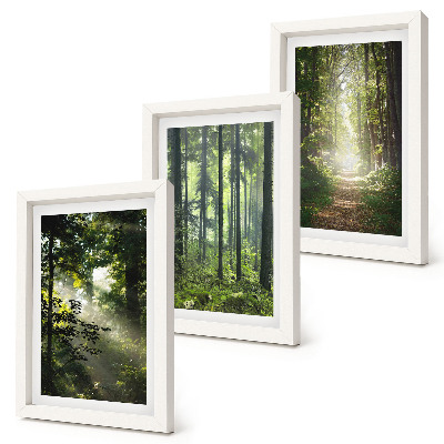 Gallery wall Groene bossen met zonnestralen en een bospad.