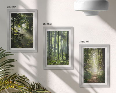Gallery wall Groene bossen met zonnestralen en een bospad.