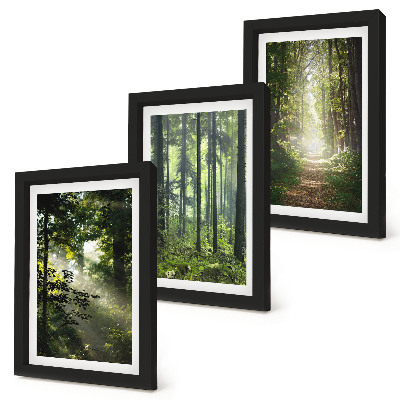 Gallery wall Groene bossen met zonnestralen en een bospad.