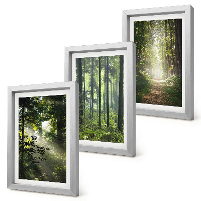 Gallery wall Groene bossen met zonnestralen en een bospad.