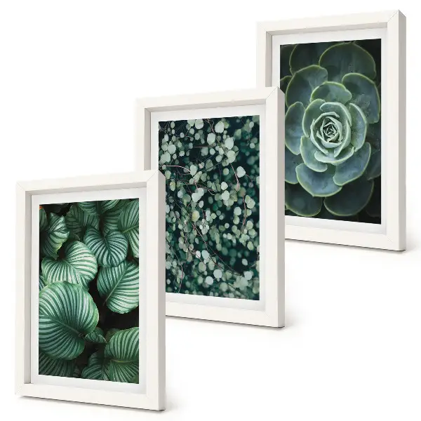 Gallery wall met groene bladplanten en stijlvolle vetplanten