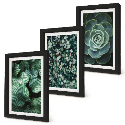 Gallery wall Groene bladplanten en stijlvolle vetplanten
