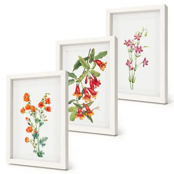 Set ingelijste schilderijen met vintage retro bloemenmotief