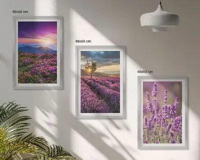 Fotowand lavendelvelden bij zonsondergang