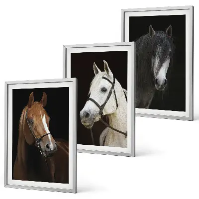 Wanddecoratie set schilderijen Portretten van paarden in verschillende vachtkleuren.