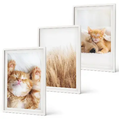 Wanddecoratie set schilderijen Schattige dieren katten honden boho