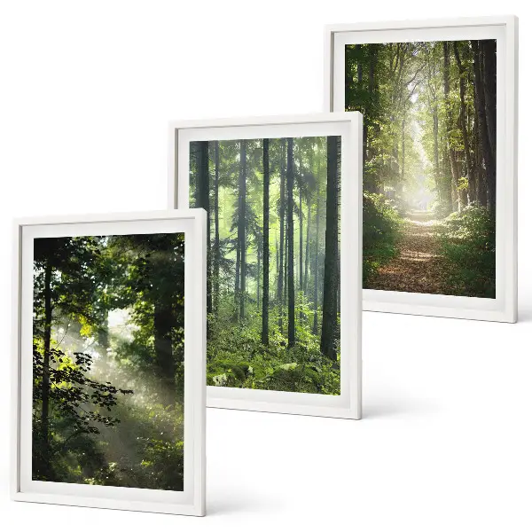 Fotowand Groene bossen met lichtstralen