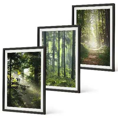 Fotowand Groene bossen met lichtstralen
