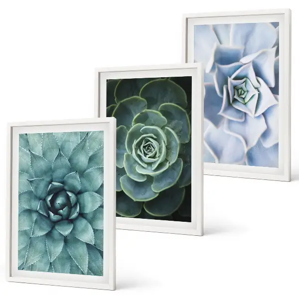 Fotowand met afbeelding van groene en turkooiskleurige succulenten