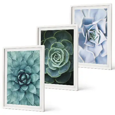 Fotowand met afbeelding van groene en turkooiskleurige succulenten