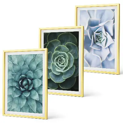 Fotowand met afbeelding van groene en turkooiskleurige succulenten