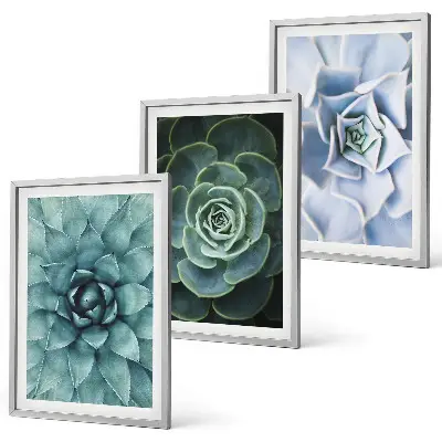 Fotowand met afbeelding van groene en turkooiskleurige succulenten