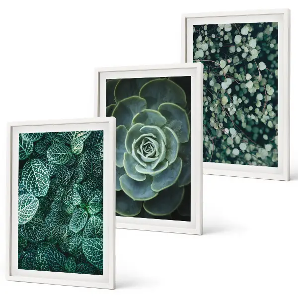 Schilderijenset met succulenten decoratieve wanddecoratie