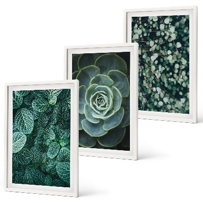 Wanddecoratie set schilderijen Sukulenty
