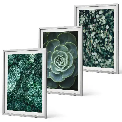 Schilderijenset met succulenten decoratieve wanddecoratie