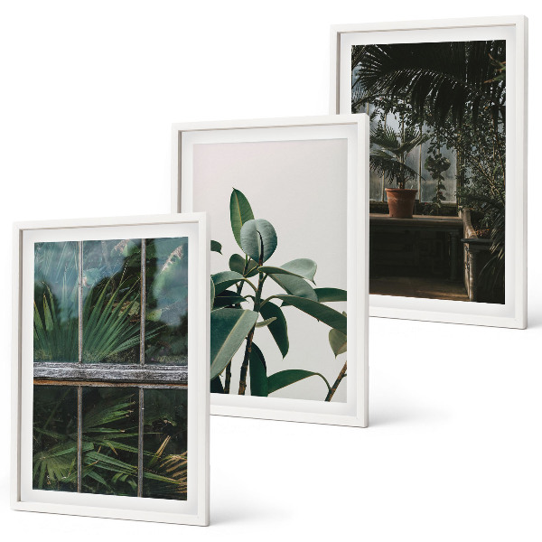 Wanddecoratie set schilderijen Zielone liście w oknie rośliny