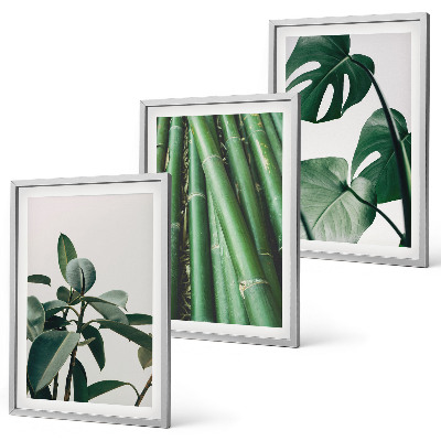 Fotowand Bambusowe łodygi i liście monstera